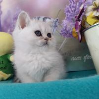 Малки сладки котета, снимка 5 - Британска късокосместа - 45264153