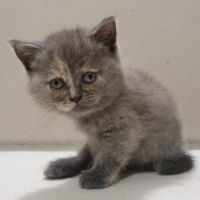 Британска късокосместа малки котенца, снимка 5 - Британска късокосместа - 45723716