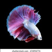 Риби Бета - Бети в червено и бяло , снимка 1 - Рибки - 43938393