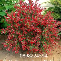 Цитизус - Налични 5 цвята , снимка 4 - Градински цветя и растения - 40810443