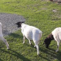 Продавам овце порода Дорпер, снимка 4 - Овце - 45687561
