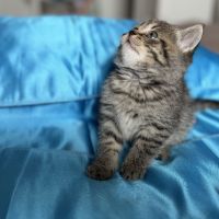 Очарователни породисти топки любов- британски късокосмести котенца, снимка 3 - Британска късокосместа - 46041988