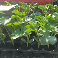 Продавам разсад домати краставици пипер и др, снимка 1 - Градински цветя и растения - 46111436