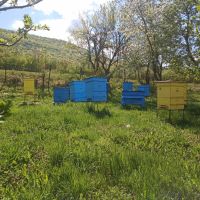 Пчелни отводки , снимка 1 - Пчелни продукти - 45179642