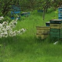 Продавам пчелни семейства , снимка 2 - Други - 45305802