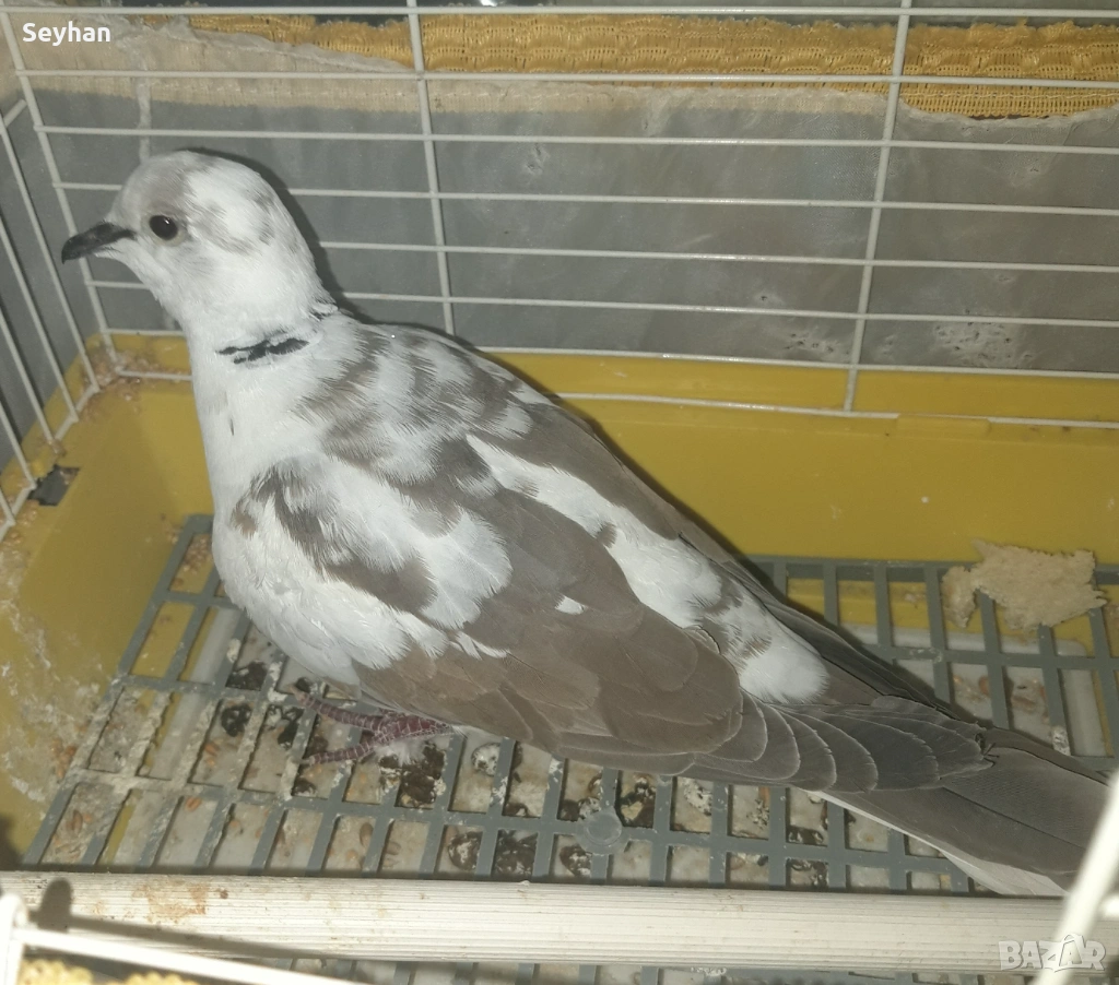 Скумрудка мъжки , снимка 1