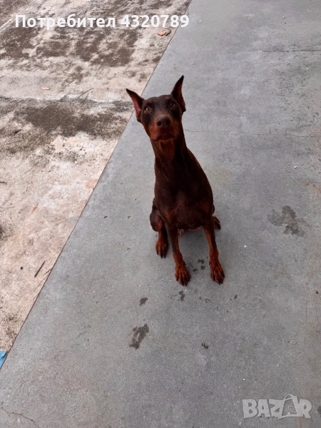 Доберман-женски, снимка 1