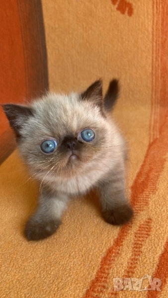 Екзотично коте seal point, снимка 1