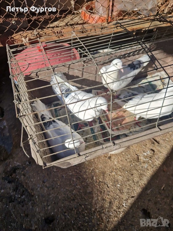 Продавам2  чифта    бемкалии, снимка 1