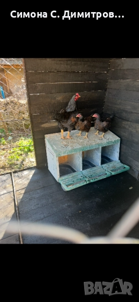 Корниш , снимка 1