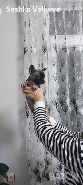 Френски булдочета за продан!, снимка 1