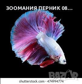 Риби Бета - Бети в червено и бяло , снимка 1