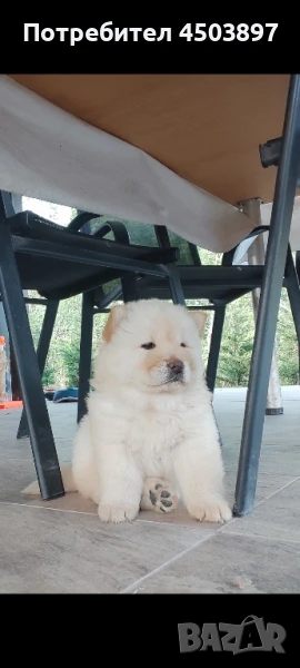 Чау Чау, снимка 1