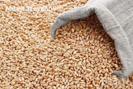 Овес на цена от 0.40 лв на кг в чували по 25 кг и пшеница на 0.50 лв на кг. в чували от 40кг., снимка 1