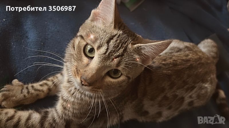 Бенгалска котка, снимка 1