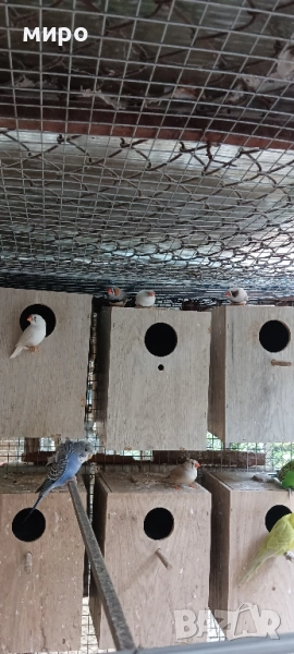 Зеброви Амадини !, снимка 1