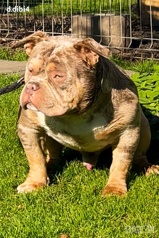 Американско Покет були, снимка 1