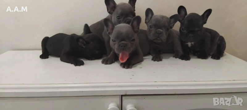 Малки мъжки  френски булдог , снимка 1