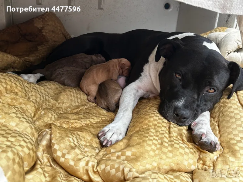 Питбул , снимка 1