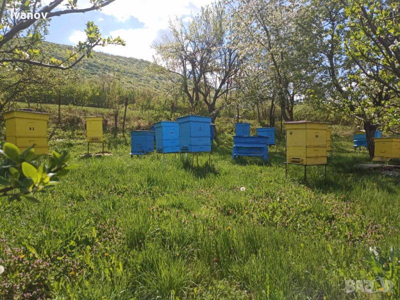 Пчелни отводки , снимка 1