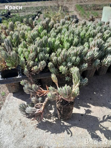 Расад  на седуми судоустойчиви различни видове., снимка 1