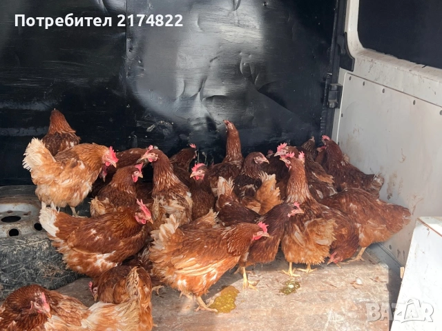 Кокошки носачки ломан браун 