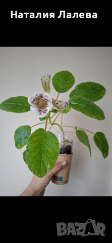 Синингия, Sinningia HCY'S FREEZING RAIN, снимка 4 - Стайни растения - 54288041