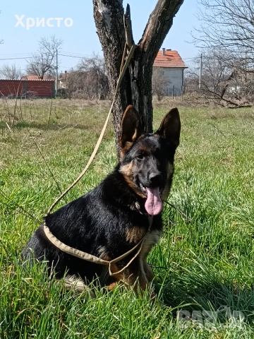 Продавам женска немска овчарка.