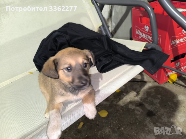 Кученца, снимка 8 - Други - 52153328