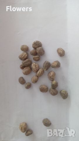 Семена черна латинка каскадна  5 бр за 2 лв, снимка 2 - Градински цветя и растения - 46162554