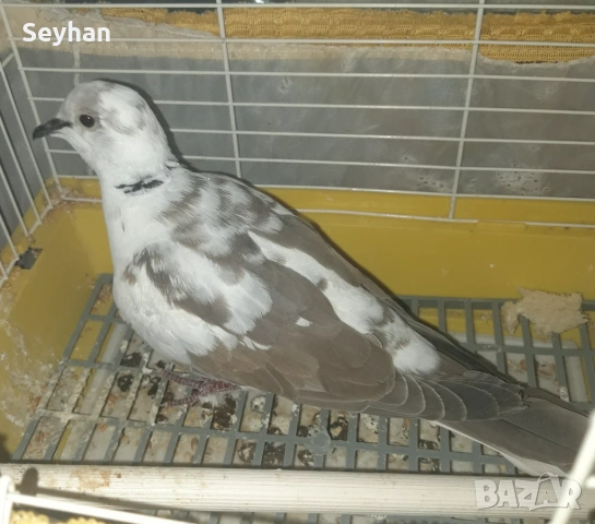 Скумрудка мъжки 