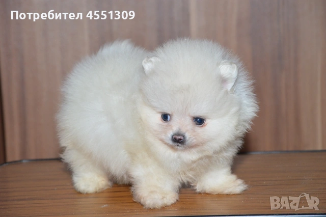 Померан мини женски, снимка 6 - Померан - 53390609