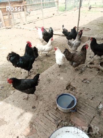 1лв/бр - РАЗПЛОДНИ/Оплодени яйца, снимка 6 - Кокошки и пуйки - 45300097