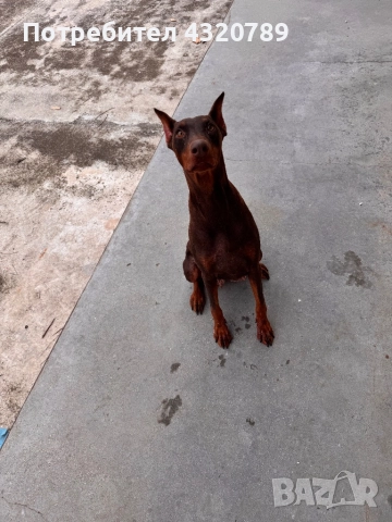 Доберман-женски