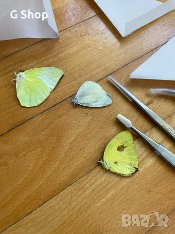 Препарирани пеперуди пинсети , снимка 2 - Други - 49984774