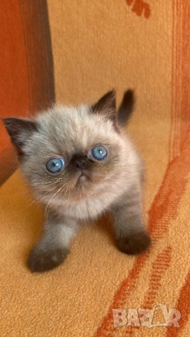 Екзотично коте seal point, снимка 1