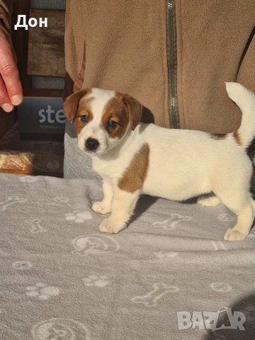 Джак Ръсел Териер 🐾, снимка 5 - Джак ръсел териер - 52631603