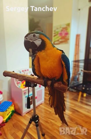 Папагал ара, снимка 1