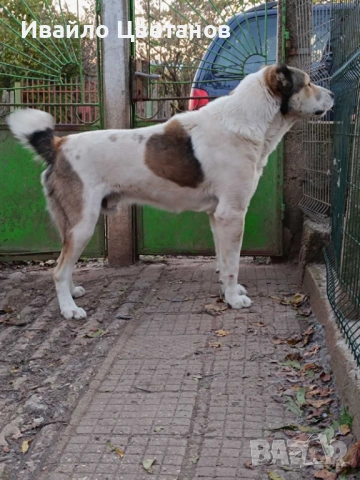 Алабай, снимка 4 - Алабай - 53457889