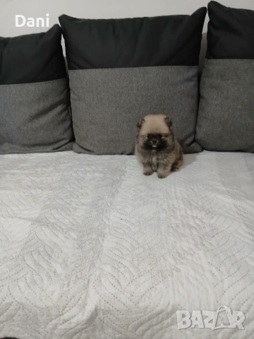 Mini Pomeran, снимка 4 - Померан - 53717466