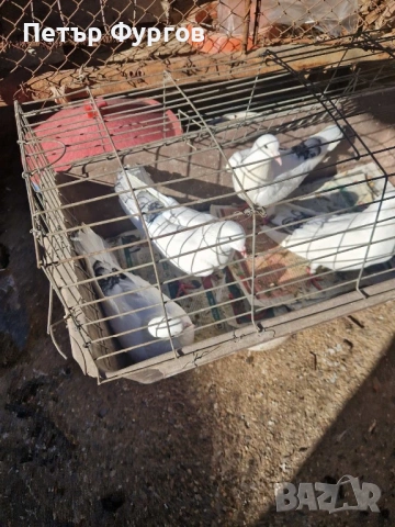 Продавам2  чифта    бемкалии