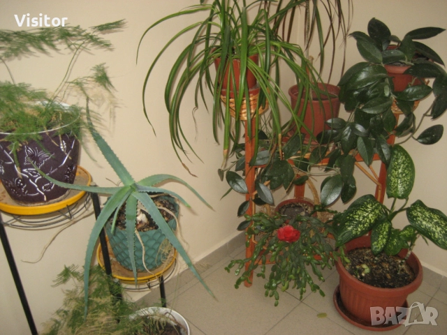 Canon PowerShot SD600, снимка 16 - Фотоапарати - 52652936