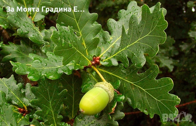 Дъб - Quercus, снимка 5 - Градински цветя и растения - 53636039