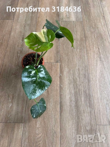 Monstera thai constellation., снимка 4 - Стайни растения - 53663744