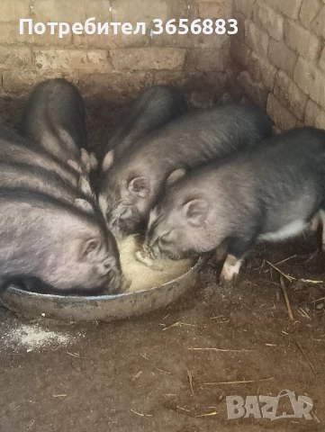 Англонобийски пръч,кози,ярета и виетнамски прасета, снимка 5 - Кози - 52519380