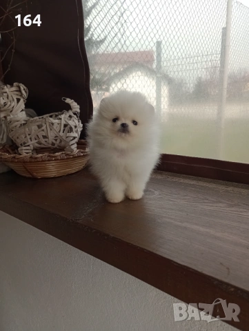 Чисто бели миниатюрни мини Померани. Реални снимки от 21.03.26, снимка 6 - Померан - 53885669