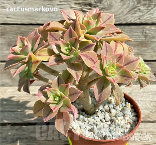 Aeonium Leucoblepharum, снимка 2 - Стайни растения - 46740915