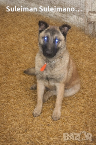 Продавам мъжко белгиско куче,родено на 20.10.2025