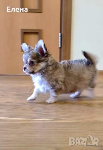 чистокръвно чихуахуа шоко момченце , снимка 3 - Чихуахуа - 53368830