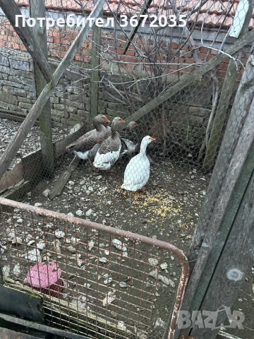 Гъски, снимка 2 - други­ - 53064388